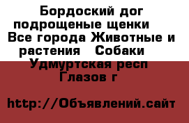 Бордоский дог подрощеные щенки.  - Все города Животные и растения » Собаки   . Удмуртская респ.,Глазов г.